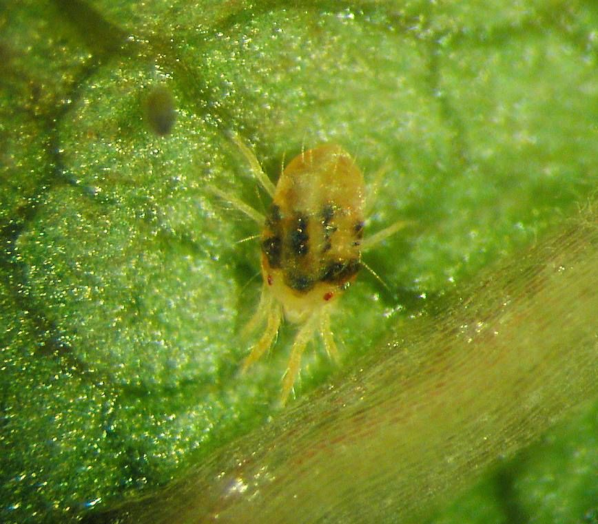 Nærbilde av grønnaktig insekt på blad. Foto.