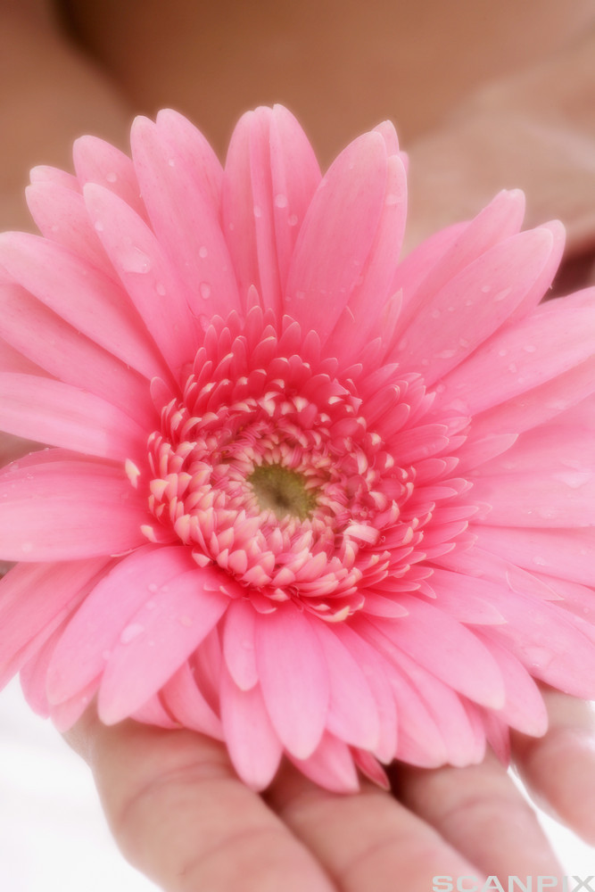 Nærbilde av en rosa blomst. Foto.