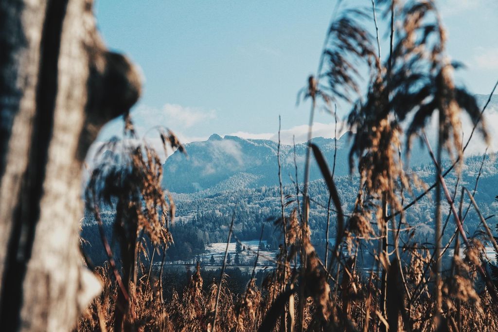 Et fjell på den andre sida av en dal i bakgrunnen og visne planter i forgrunnen. Foto.