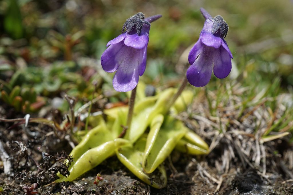 To eksemplarer av plante med lilla blomster og grønne blader som vokser helt nede ved bakken. Bladene krøller seg oppover, og det er små, svarte insekter på dem. Foto.