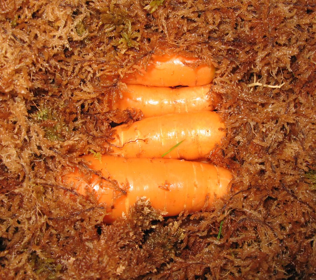 Gulrot lagret i torvmose. Foto.