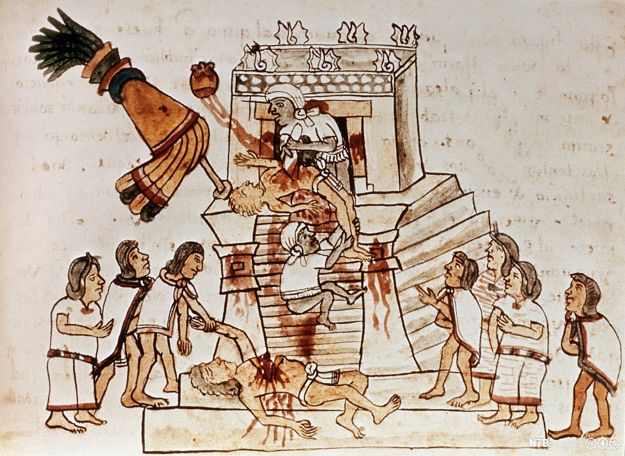 Aztekisk menneskeoffer ved et tempel, der en person blir ofret ved at hjertet rives ut mens tilskuere står rundt og ser på. Illustrasjon.