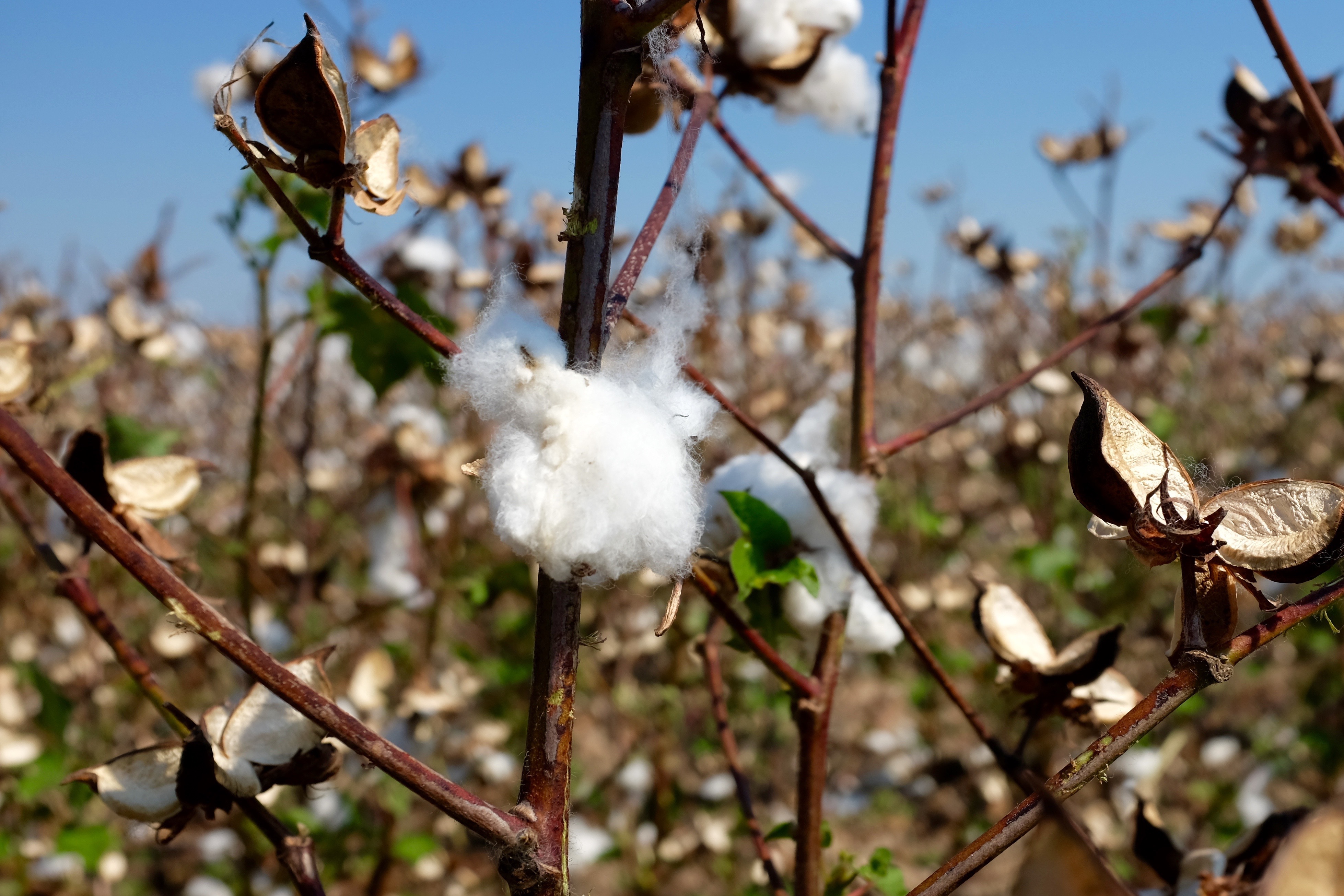 Cotton plant. Photo.