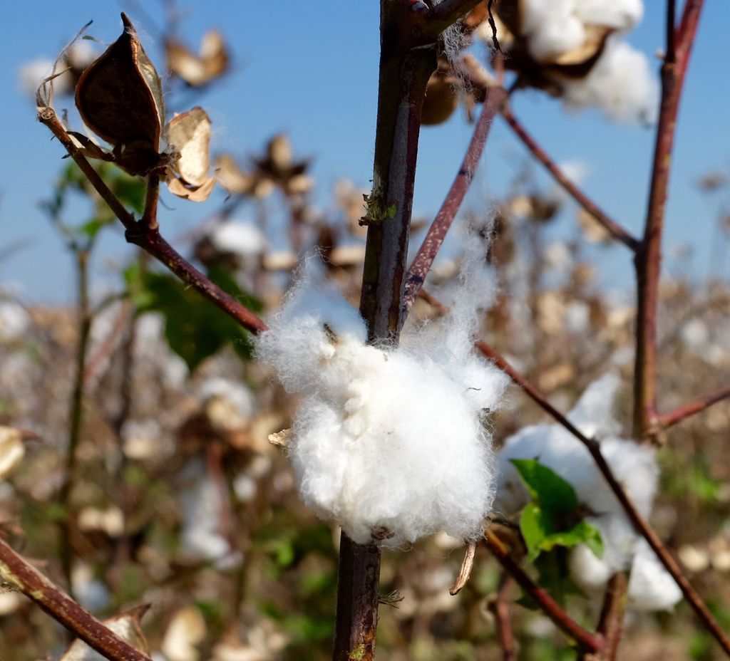 Cotton plant. Photo.