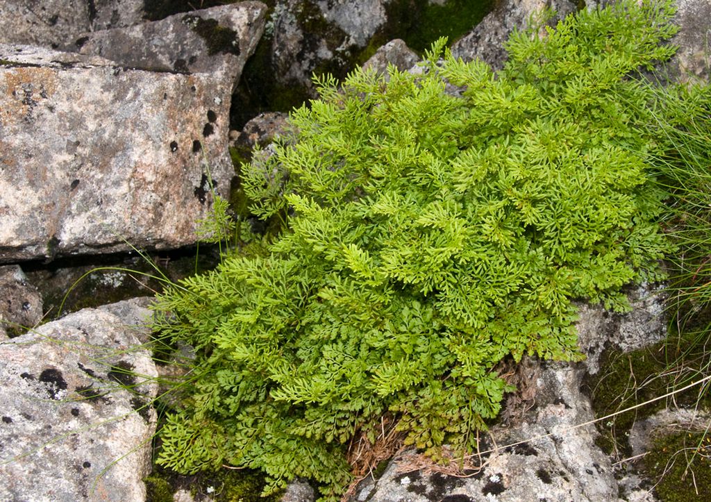 Grønne planter vokser i en bergsprekk. Foto