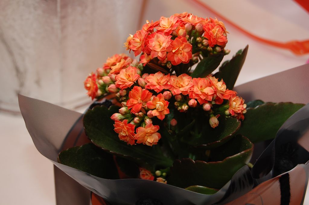 Plante med små, oransje blomster. Foto.