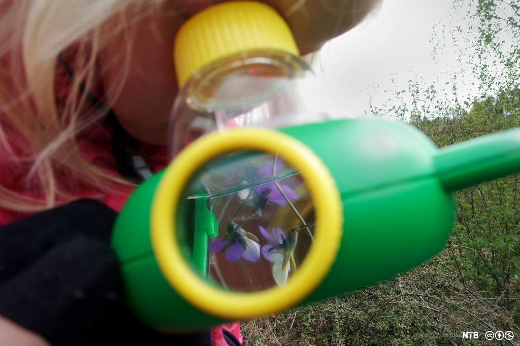 Ei jente ser på stemorsblomster gjennom insektslupe. Foto.  