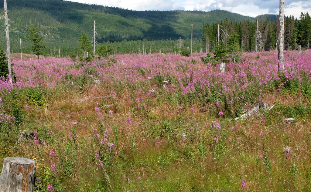 Naturområde med gress, planter med rosa blomster og døde trær. I bakgrunnen er det et stort område med barskog. Foto.