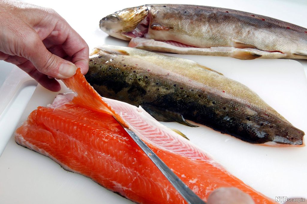 Et par hender fjerner beinet fra fileten på en ørret ved hjelp av en kniv. Foto.