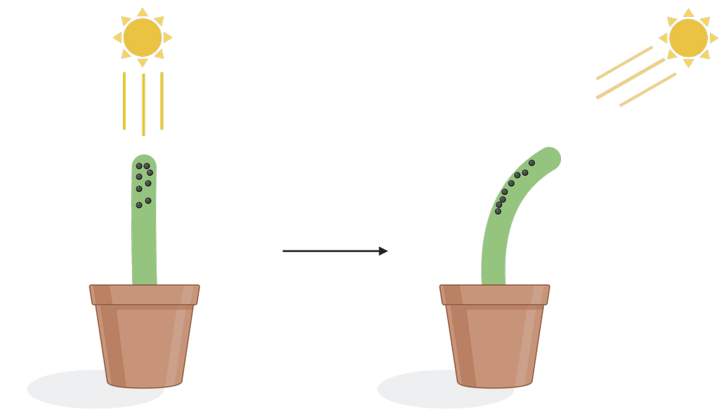 Grønn plante med svarte prikker står i sollys. Etter ei stund samler de svarte prikkene seg på skyggesida av planta, og planta bøyer seg mot sollyset. Illustrasjon.