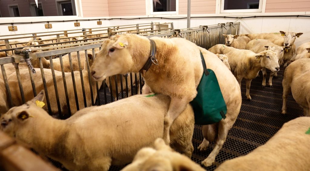 En vær som rir opp på ei søye i en binge. Væren har på¨ seg et forkle som henger ned foran penis, sånn at han ikke kan fullføre paringa. Det er mange andre søyer i bingen, og det er flere binger med søyer i bakgrunnen. Foto.