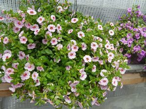 Plante med rosa blomster som er mørkere mot midten. Foto.