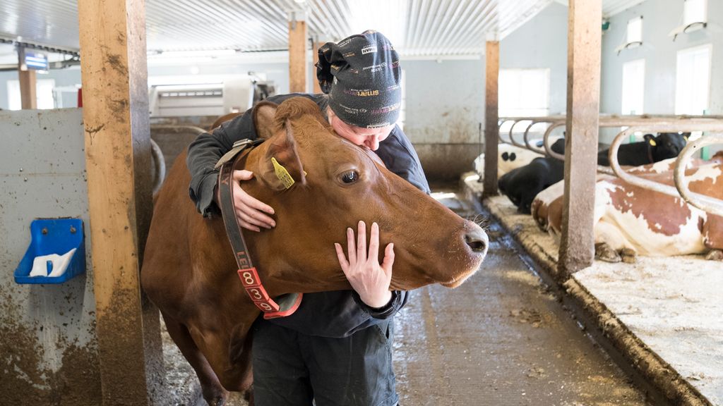 Ei dame holder armene rundt hodet på ei ku og lener kinnet mot kuas panne. Foto.