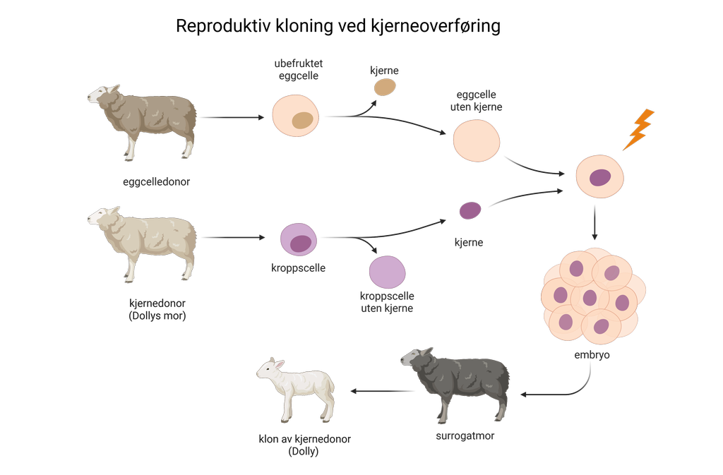 Cellekjerne fra sau overføres til eggcelle uten kjerne fra en annen sau. Eggcella utvikler seg til et embryo, settes inn i en fostermor som bære fram en klon av sauen som donerte cellekjerne. Illustrajson.