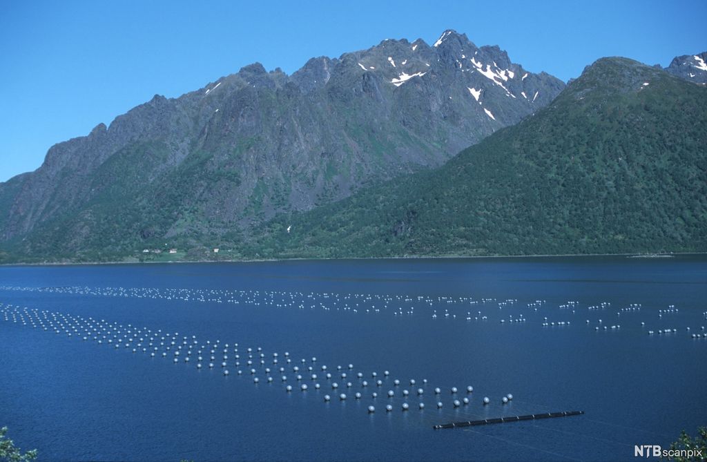 Lange rekker med bøyestrekk i en fjord. Foto.