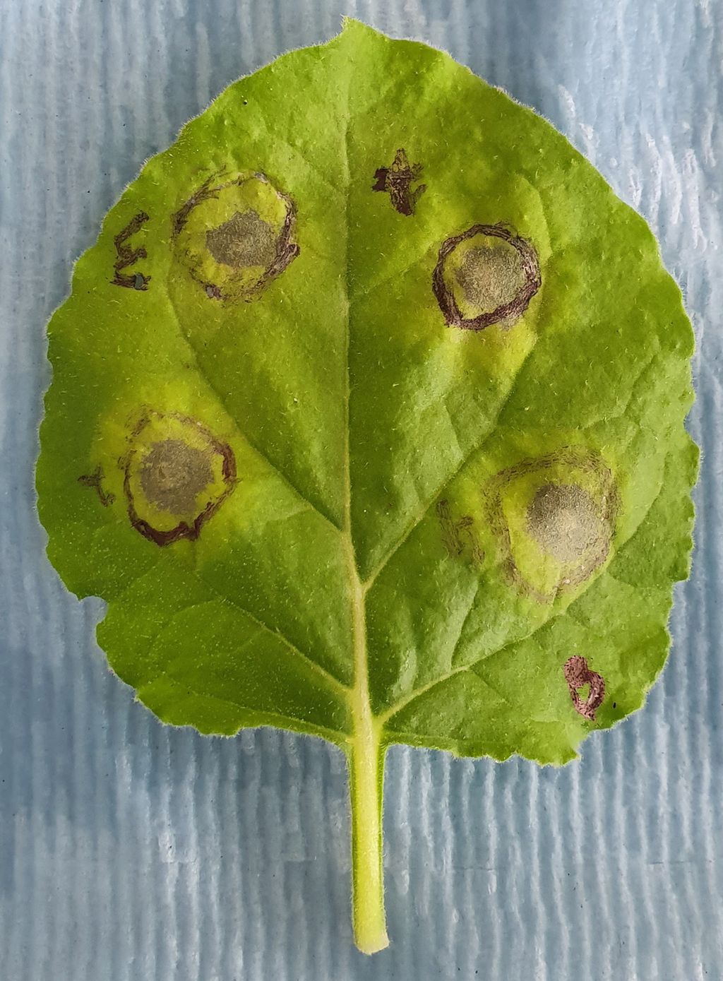 Et blad med flekker av dødt vev. Foto.