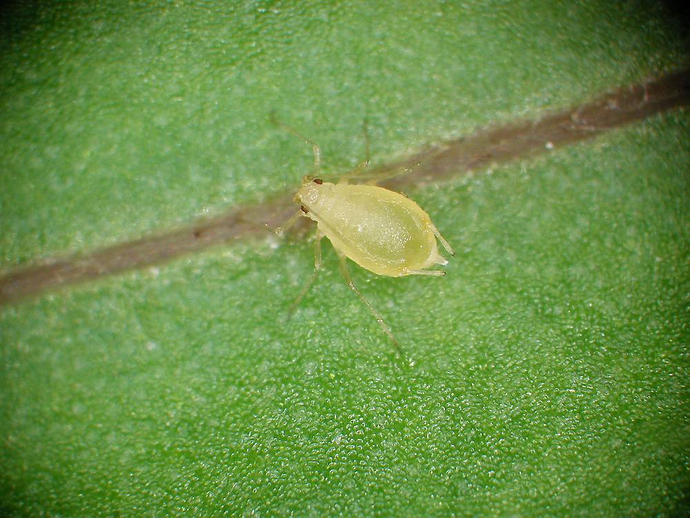 Nærbilde av lysegrønt insekt på blad. Foto.