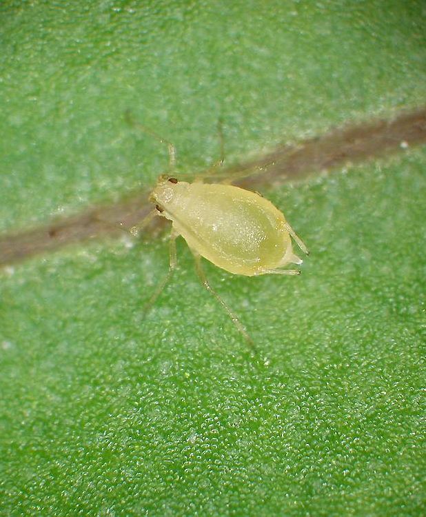 Nærbilde av lysegrønt insekt på blad. Foto.