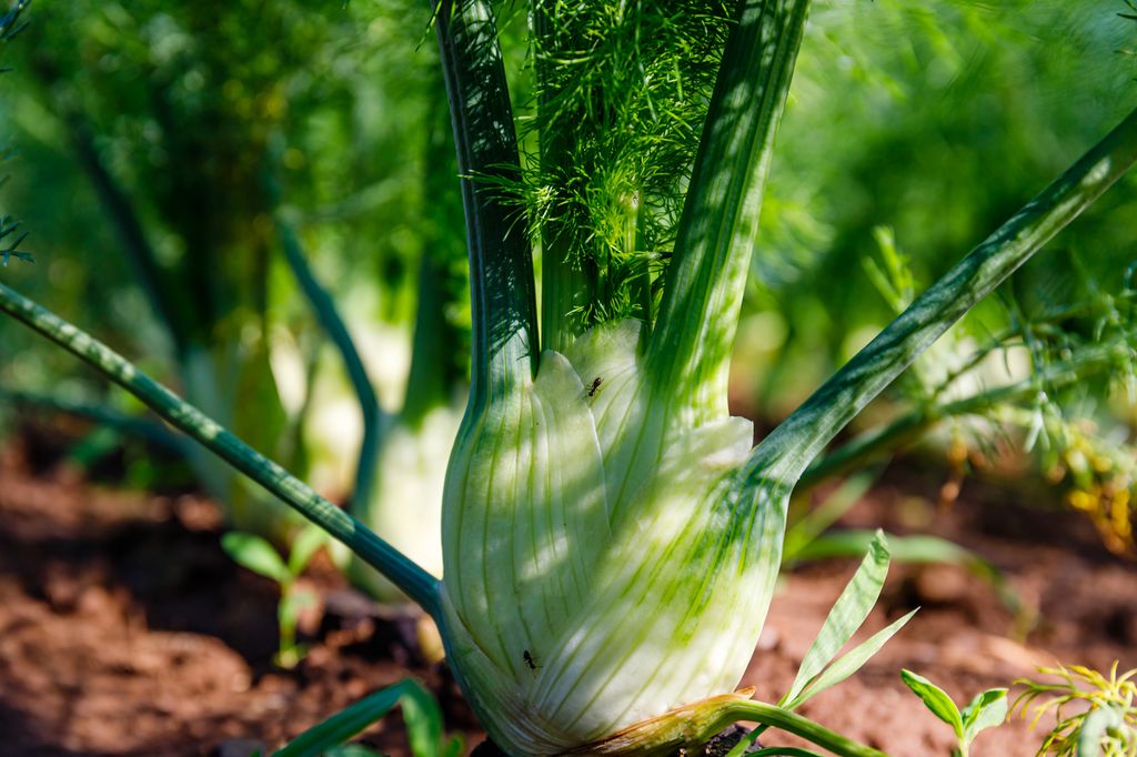 Fennikel på rekke og rad vokser opp av jorda i en åker. Foto.