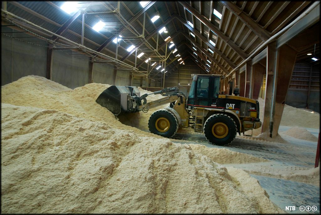 Gravemaskin skuffar sagspon inne i ein hall. Foto.