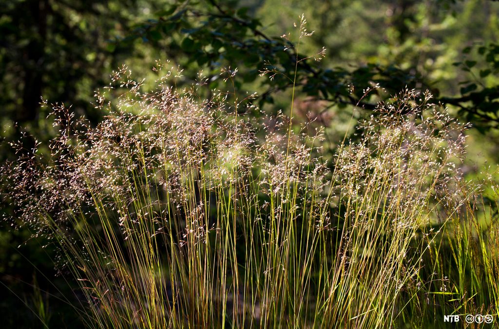 Smale, høye strå i åker. Foto. 