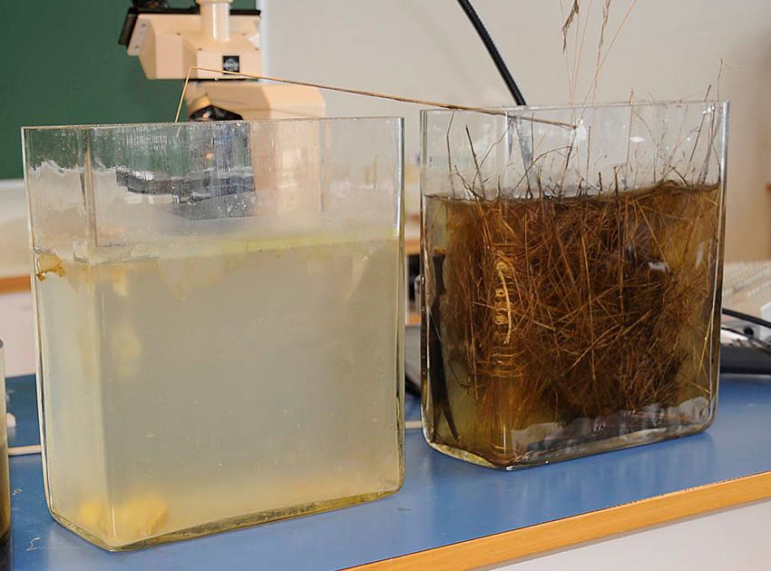 To store glasskar. Til venstre lyst innhold og til høyre brunt innhold. Foto.