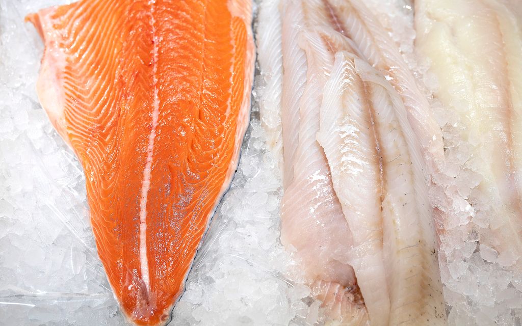 En rød og en hvit fiskefilet ligger på isbiter. Et lag med tynn plast ligger mellom fisken og isen. Foto.