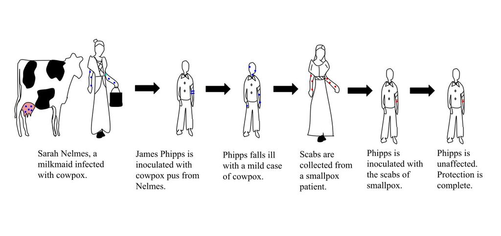 Drawing:  This drawing illustrates the experiment to inoculate a man called James Phipps. We see a line of figures with arrows between them. It starts with a cow and a woman, Sarah Nelmes who had cowpox, this illness is transferred to Phipps, after he has had cowpox he is exposed to smallpox. He does not become ill. 