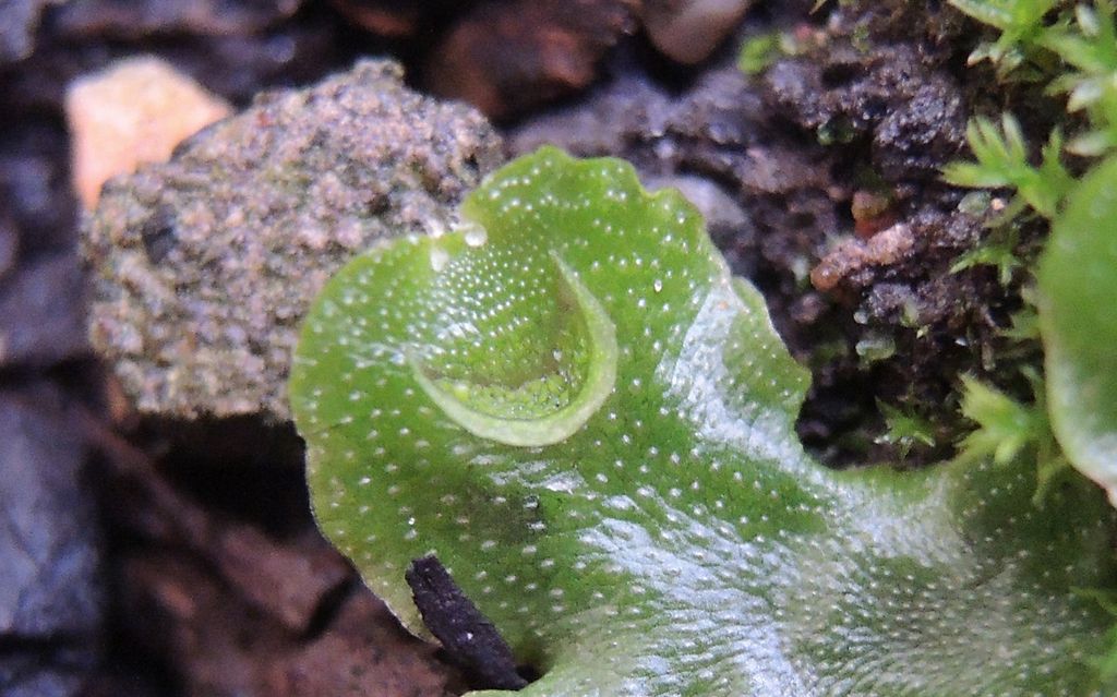 Nærbilde av grønn plante med halvmåneformede skåler på bladene. Foto.