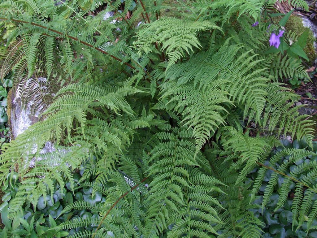 Frodig bregne. Foto