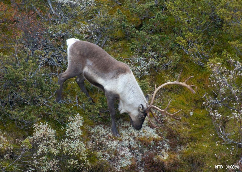 En villrein bøyer hodet ned mot bakken for å spise lav. Foto.