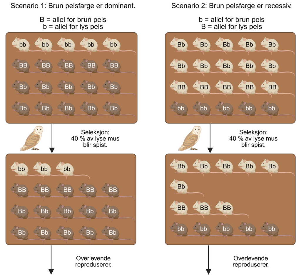 Figuren viser to scenarier side om side som illustrerer naturlig seleksjon i en musepopulasjon.
Over scenario 1 står teksten: «Scenario 1: Brun er dominant fenotype, B = allel for brun pels, b = allel for lys pels». I scenario 1 vises en populasjon med totalt 20 mus: 15 brune og 5 lyse. Av de brune musene har 10 genotype Bb og 5 genotype BB. De lyse musene har genotype bb.
Over scenario 2 står teksten: «Scenario 2: Brun er recessiv fenotype, b = allel for brun pels, B = allel for lys pels». I scenario 2 vises en populasjon med totalt 20 mus: 5 brune og 15 lyse. De brune musene har genotype bb. Av de lyse musene har 10 genotype Bb og 5 genotype BB.
I begge scenariene går en pil med et bilde av en ugle og teksten «Seleksjon: 40 % av lyse mus blir spist», som viser at bare lyse mus utsettes for seleksjon. Etter pilen vises de overlevende musene. Fra disse går en ny pil med teksten «Overlevende reproduserer», som indikerer at de overlevende individene formerer seg og danner neste generasjon.