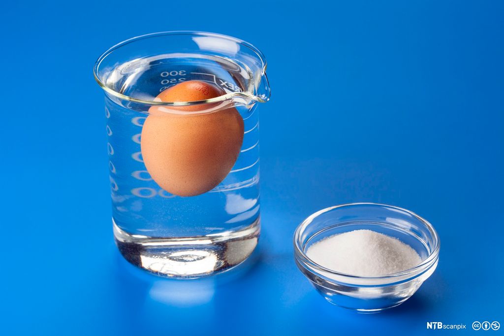Egg flyter i begerglass med saltvann. Foto