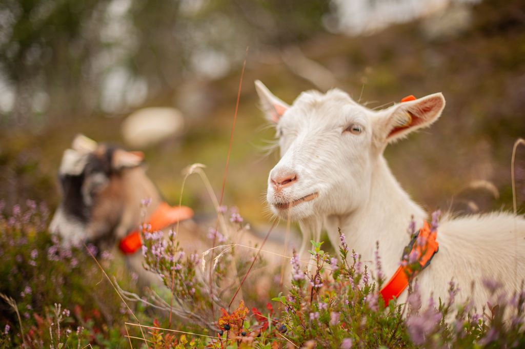 Portrett av ei hvit geit som ligger i røsslynghei. Det ligger ei brun geit med svart hode bak. Foto.