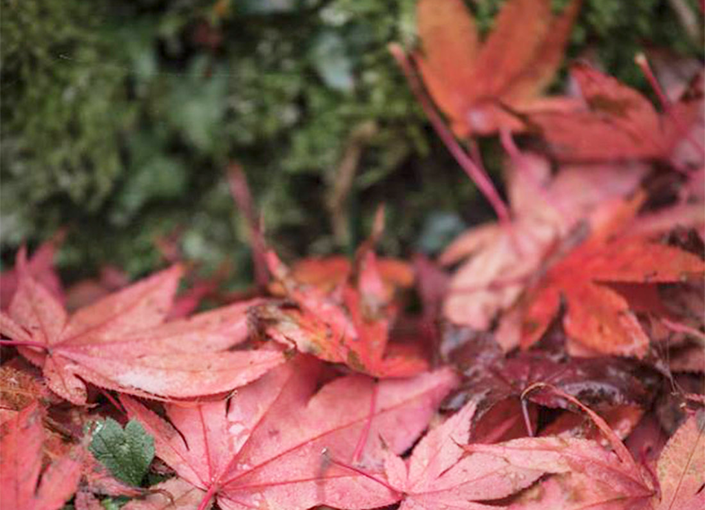 Røde høstblad i grønn mose. Foto.