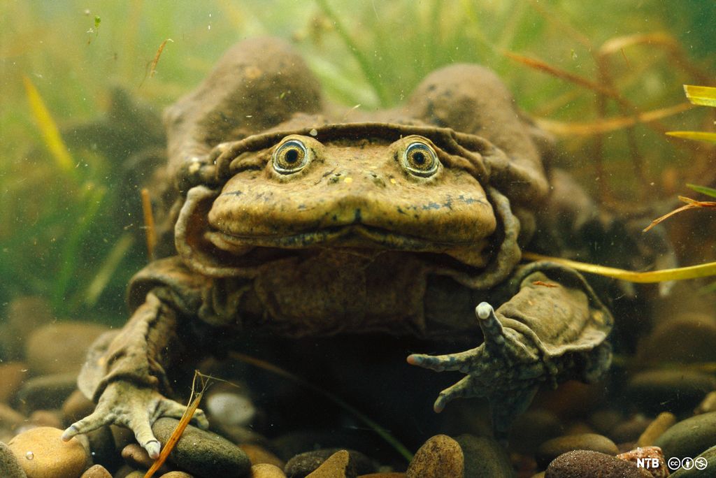 Vannfrosk. Foto.