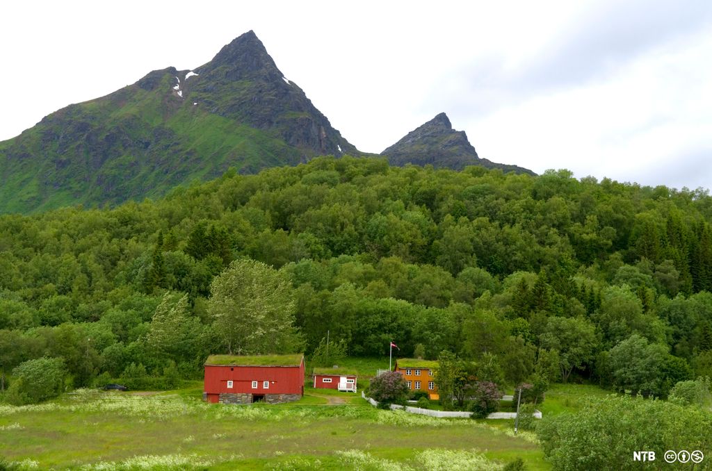 Ein gard med skog bak. Låven og stabburet er raudmåla, og huset er okergult med grønt gras på taket. Foto.