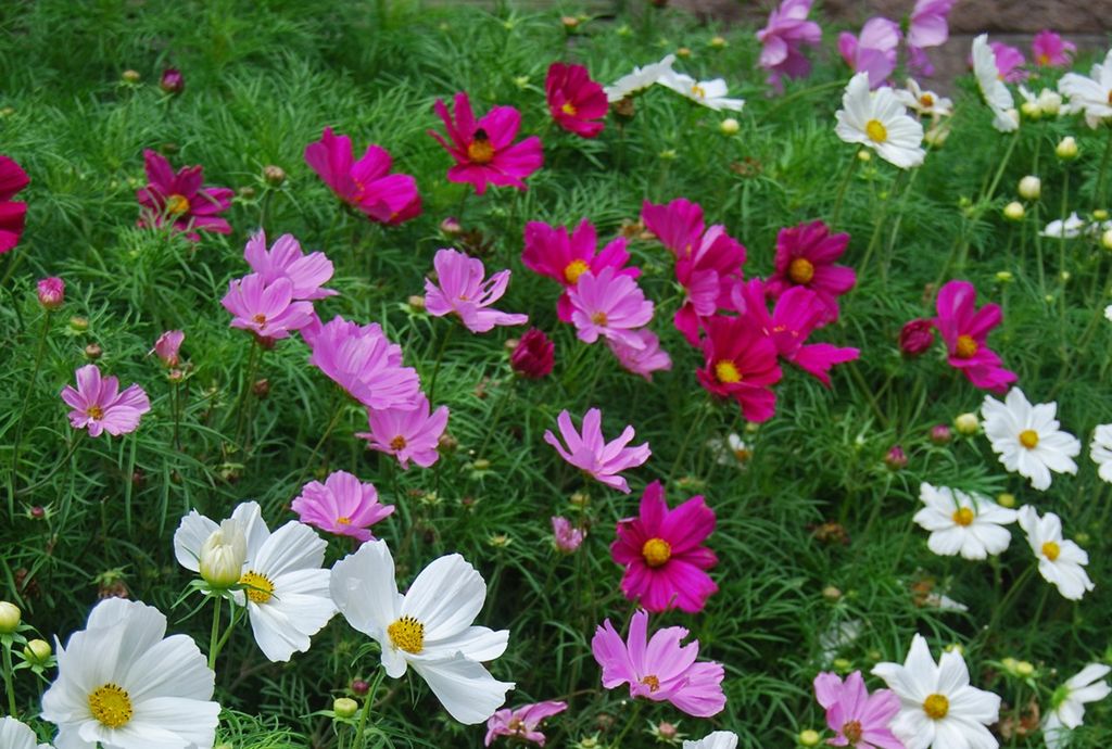 Blomster i mange farger. Foto.