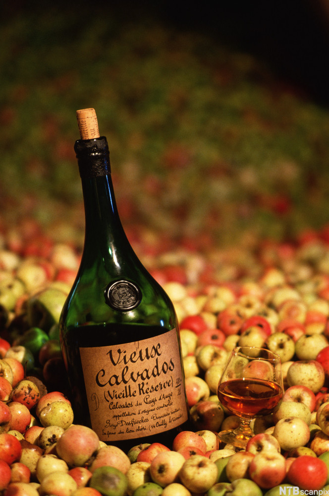 En flaske med calvados i en haug med epler. Foto.