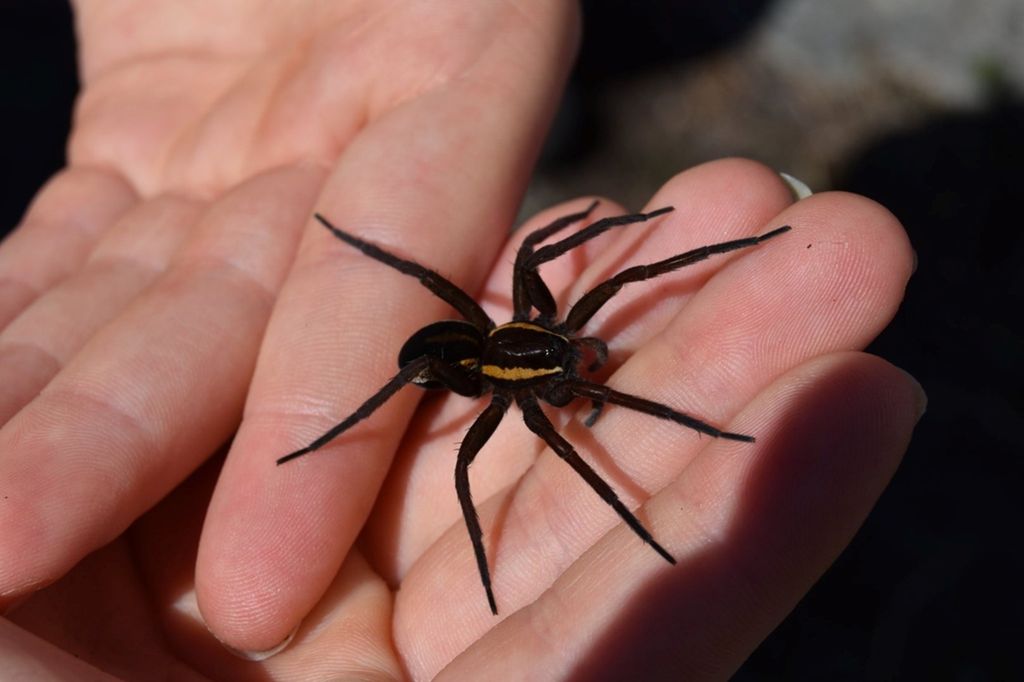 Svart edderkopp med oransje striper ligger i håndflaten til en person. Foto.