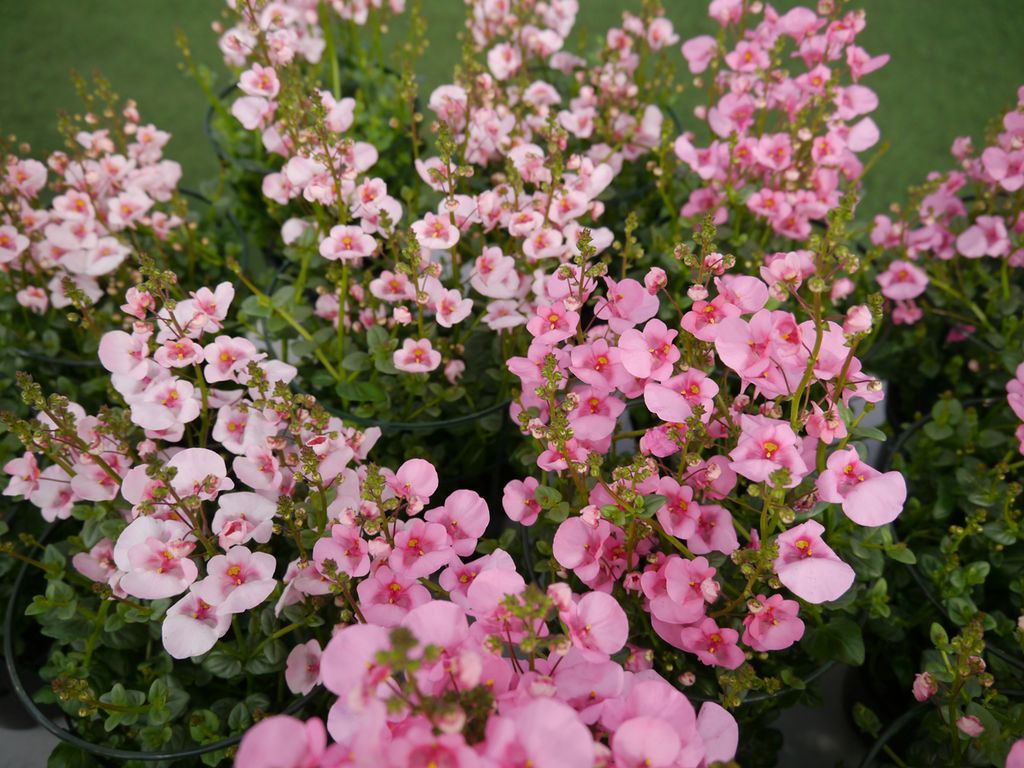 Plante med rosa blomster. Foto.