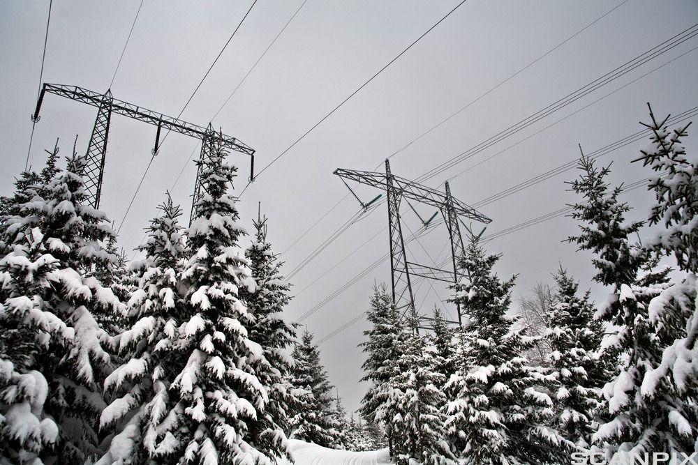 Kraftledninger over en snøkledd granskog. Foto.