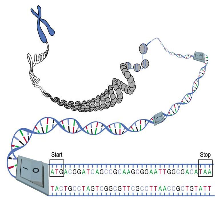 kromoson med brytere. illustrasjon