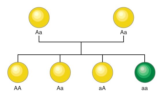 Krysningsskjema for erteplanter. Illustrasjon.