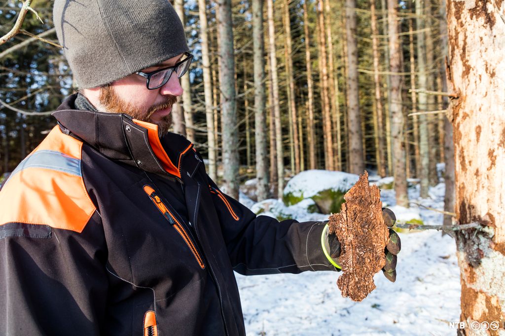 Mann i vinterklær holder bit av bark i skog. Foto.