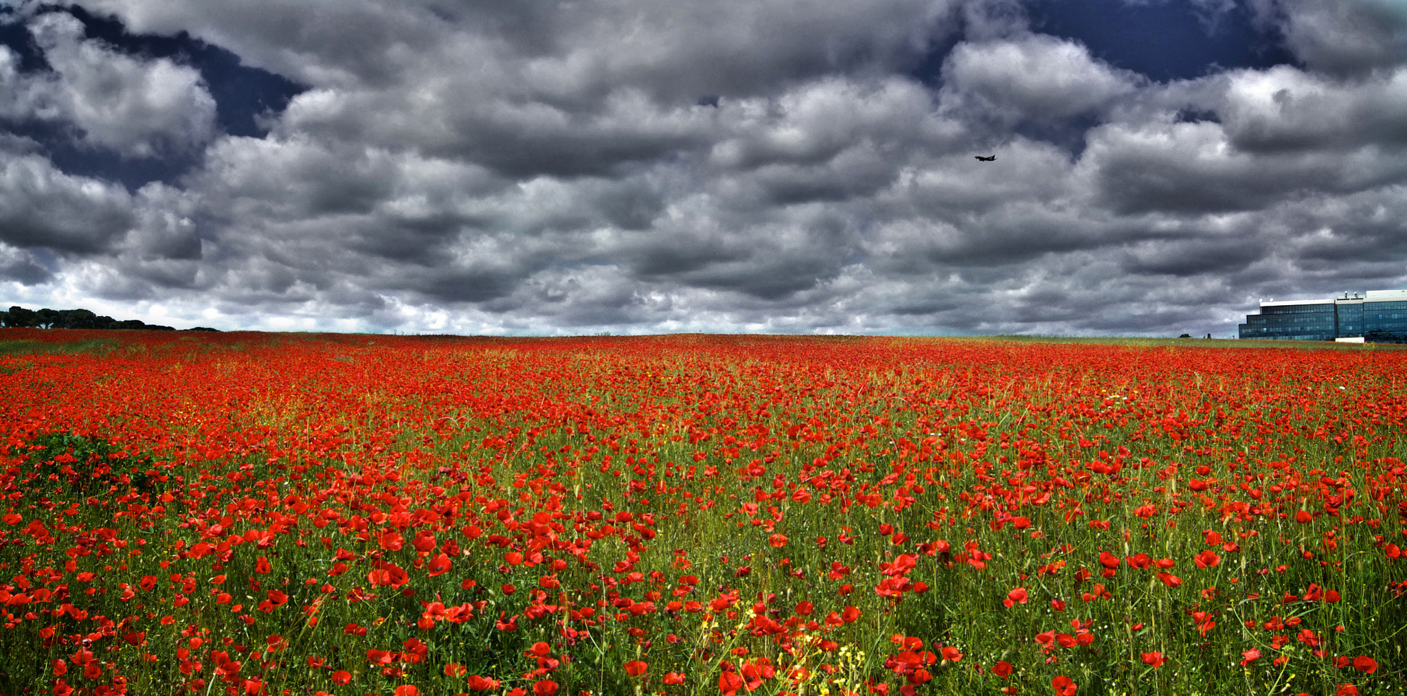 Photo: Field of red poppies. A dramatic sky of grey clouds. 