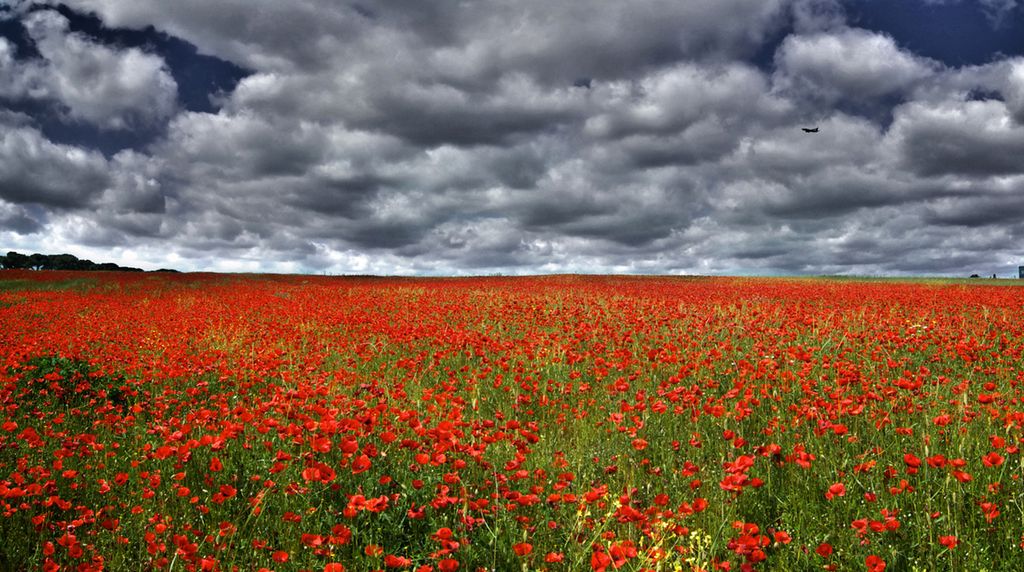 Photo: Field of red poppies. A dramatic sky of grey clouds.