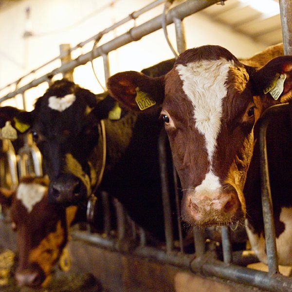 Flere kyr som ser ut fra båsene. Foto.