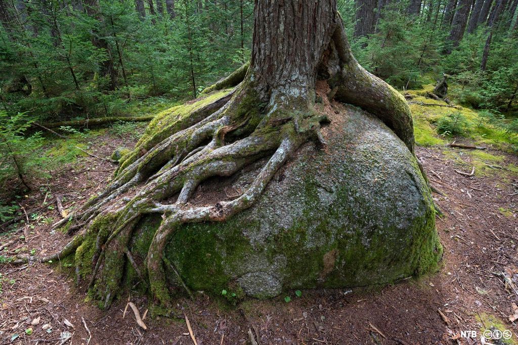 Trerøtter dekker en stor stein. Foto.