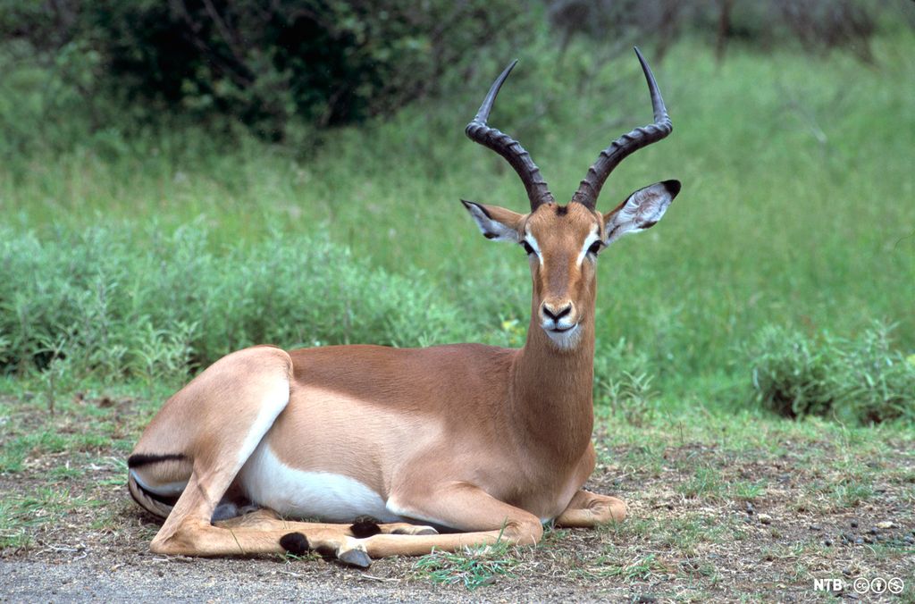 Antilope med horn ligger på bakken. Foto.